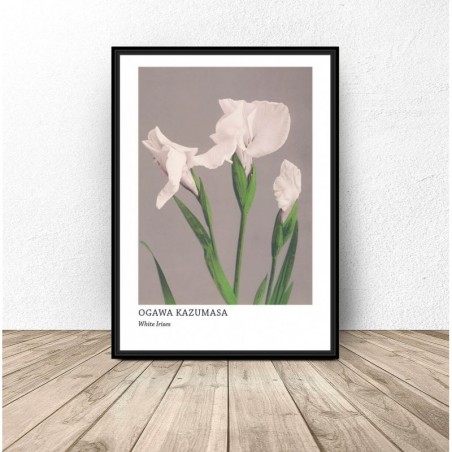 Poster reproduction "White Irises" by Ogawa Kazumasa