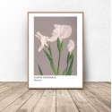 Plakat reprodukcja White Irises Ogawa Kazumasa