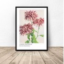 Plakat reprodukcja Three Pink Chrysanthemum Ogawa Kazumasa 3