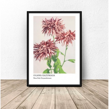 Plakat reprodukcja "Three Pink Chrysanthemum" Ogawa Kazumasa