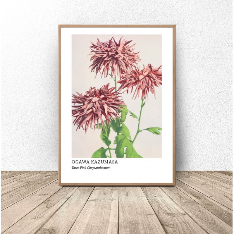 Plakat reprodukcja Three Pink Chrysanthemum Ogawa Kazumasa