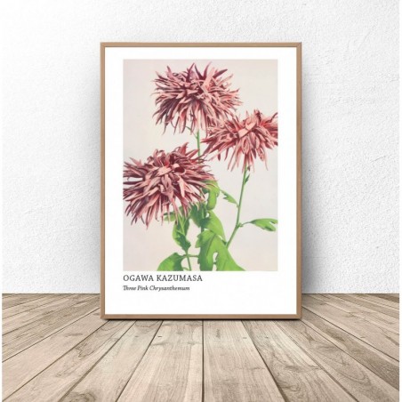 Plakat reprodukcja "Three Pink Chrysanthemum" Ogawa Kazumasa