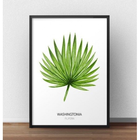 Grafika na ścianę z liściem palmowym "Washingtonia filifera" na białym tle